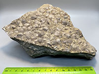 a limestone slab covered with small brachiopod shells